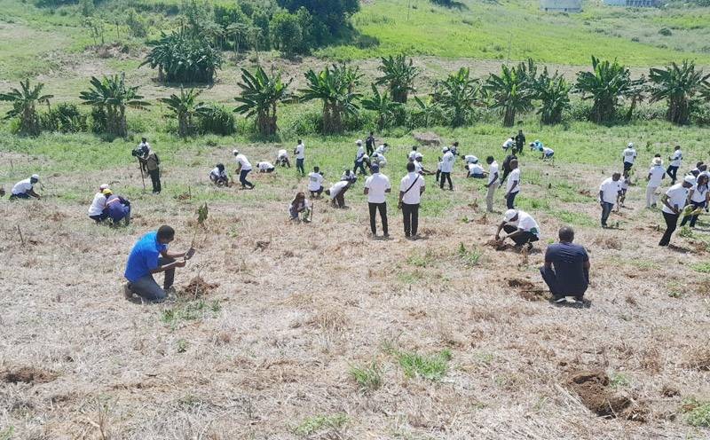 1200 plants ont été mis en terre sur une superficie de 2,4 hectares. (Ph: Dr)