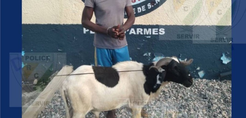 L'individu avait été déféré pour le vol de deux moutons. (Dgpn)