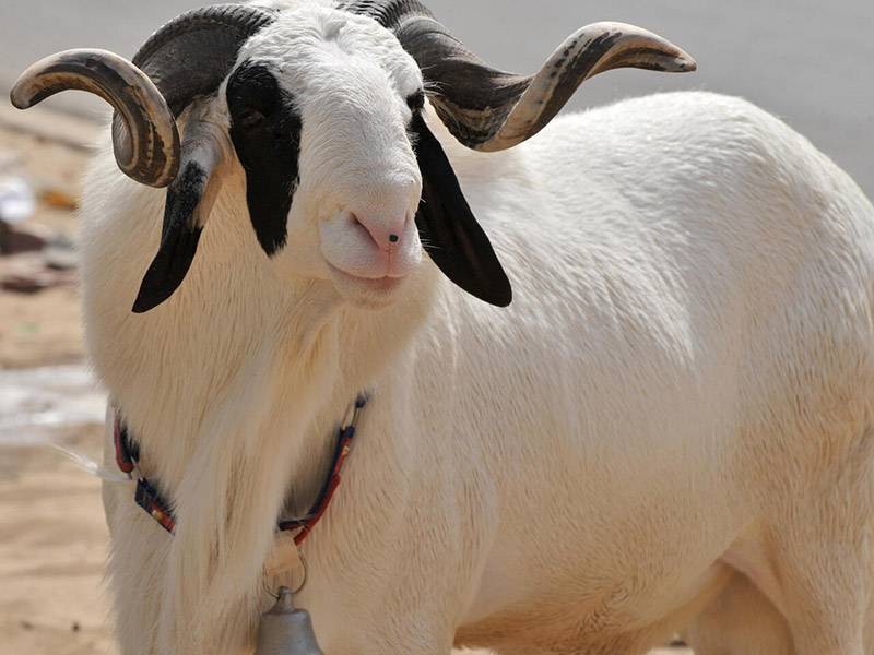 Le bélier remplacé par un boeuf (DR)