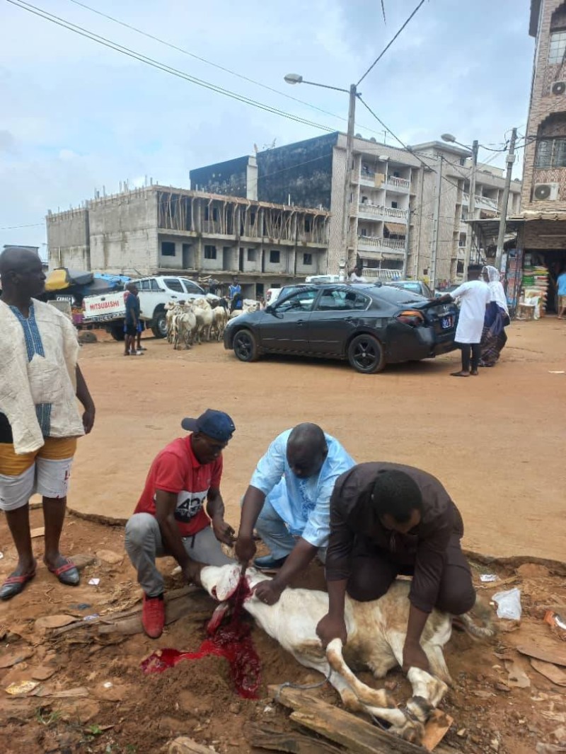Sékou Ouattara à immoler son bélier comme le veut la tradition musulmane. (DR)