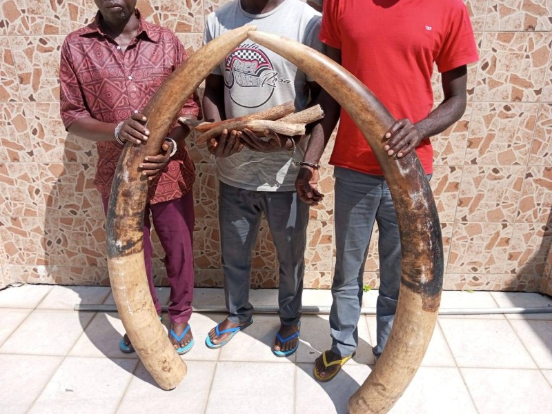 Cet éléphant était l’un des plus gros pachydermes de cette aire protégée. (Ph: Dr)