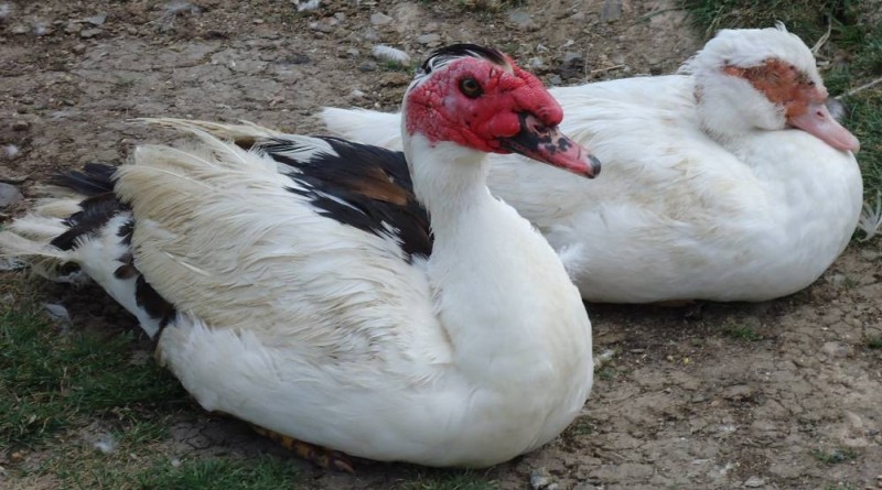 Des canards. (Ph: Dr)
