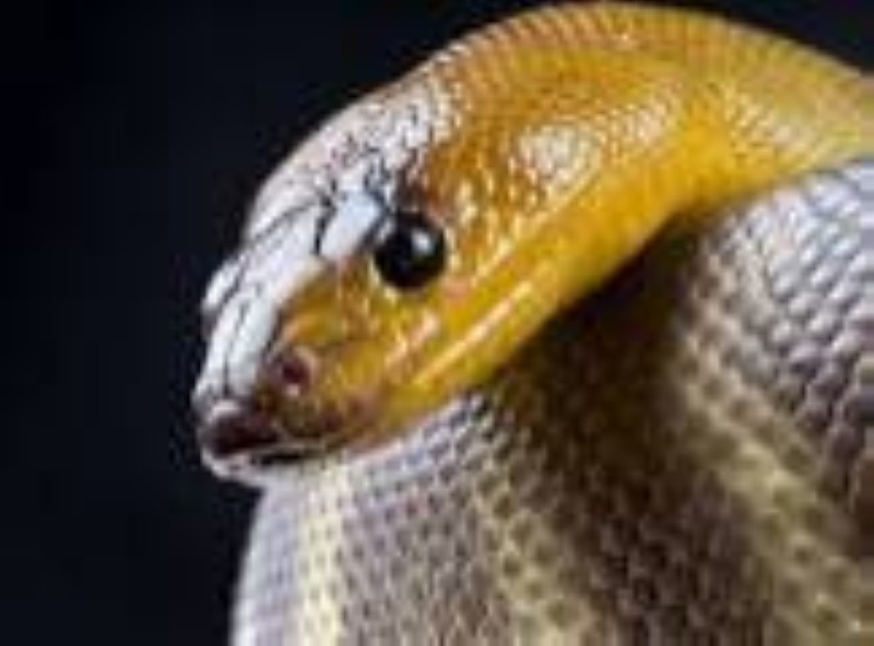 serpent. (PH:DR)