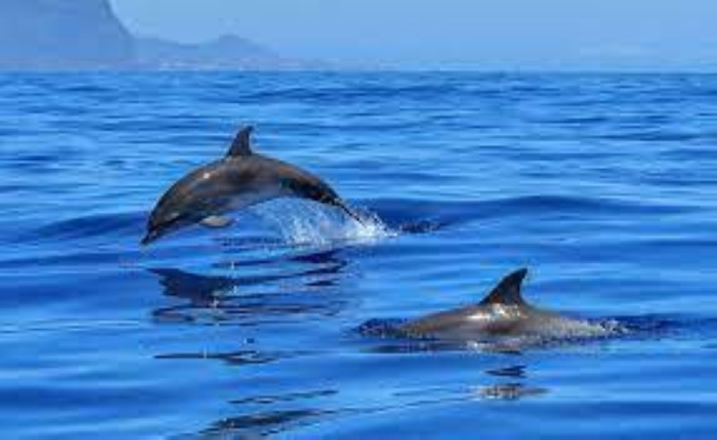 dauphin