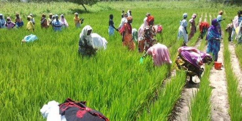 Malgré ses potentialités, l'agriculture africaine peine à se développer.