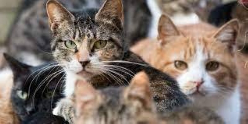 chat