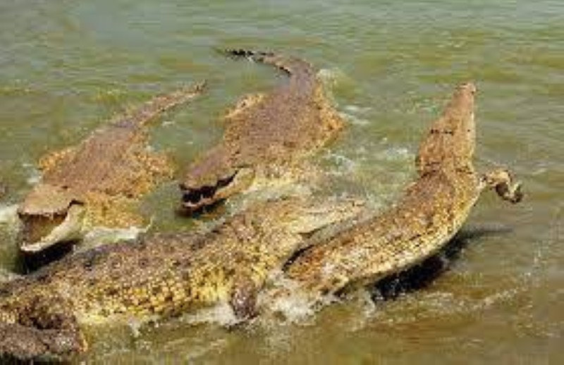 Un véhicule a plongé dans le lac aux caïmans de Yamoussoukro. (Ph: Dr)