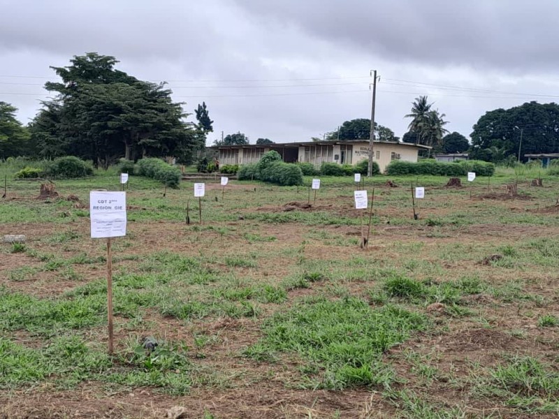 L'espace reboisé. (Ph: Bipa)