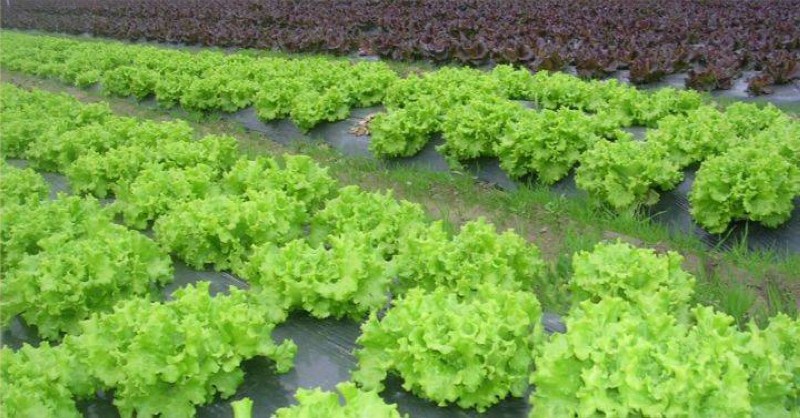 Un champ de salades. (DR)