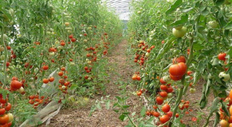 Une vue d'un champ de tomate. (Ph: Dr)