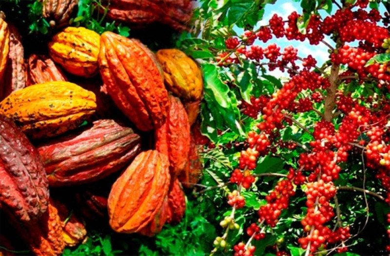 Café-cacao, le gouvernement décidé à mettre de l'ordre. (DR)