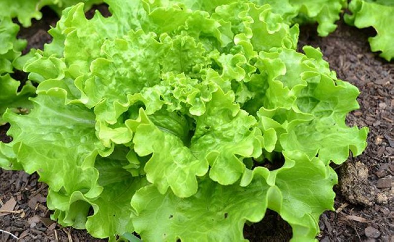 Culture de salade. (DR)
