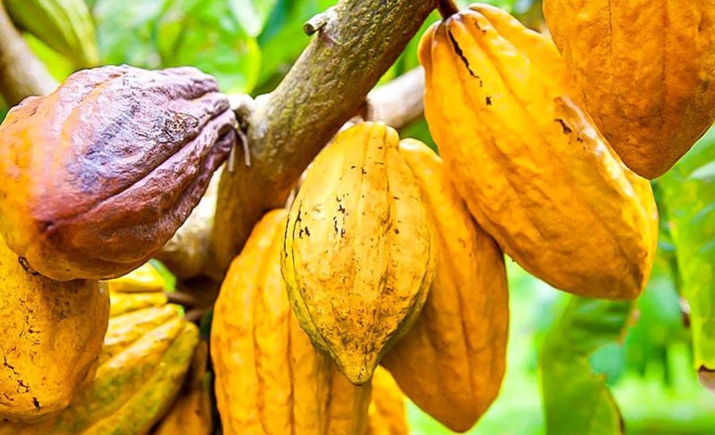 Des cabosses de Cacao. (Ph: Dr)