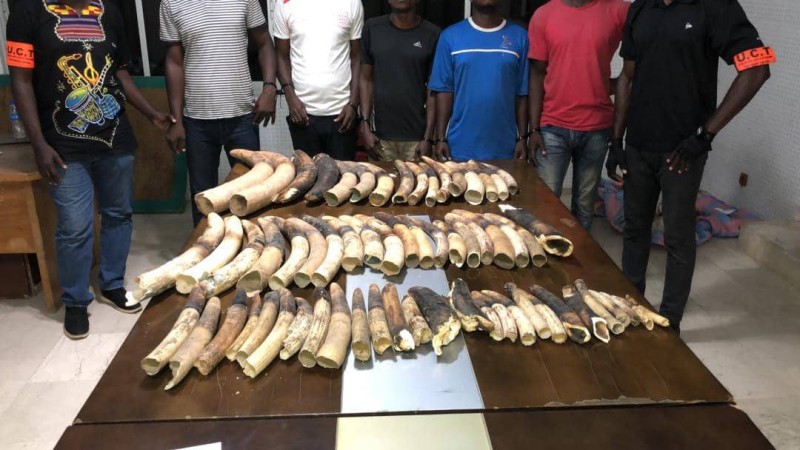 Des espèces emblématiques connaissent un déclin rapide de leurs populations en raison de la demande de ces espèces sur les marchés illicites. (DR)