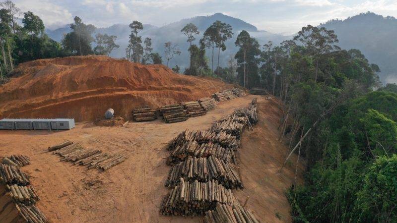 La déforestation provoquera le changement climatique si on y prend garde (DR)
