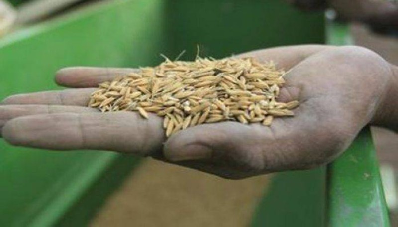 Une semence améliorée produite par le paysan (DR)
