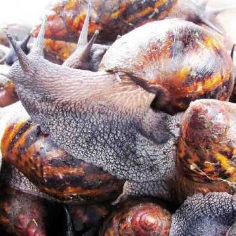 Escargot1