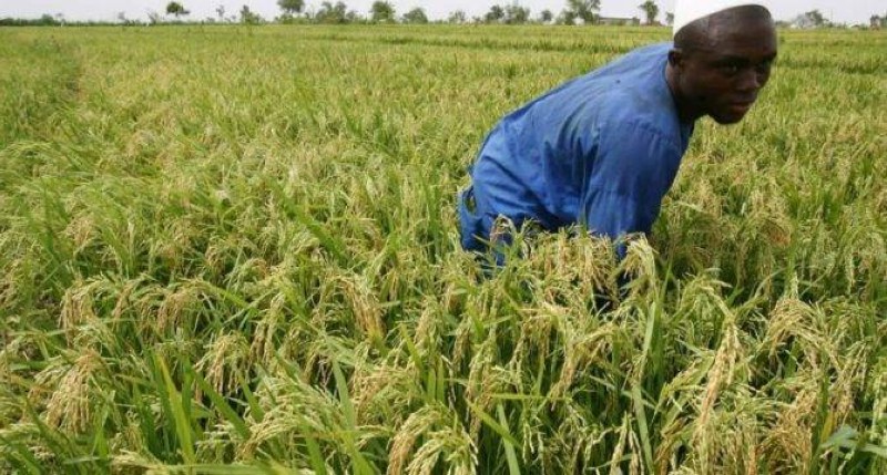 Champ de riz en Côte d'Ivoire. (Ph: Dr)