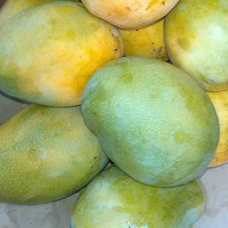 13_04_2016_21_54_33_seguela-mangue-thumb