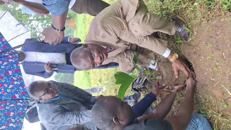 Le vice président de l'Una procédant à un planting d'un palmier natif. (DR)