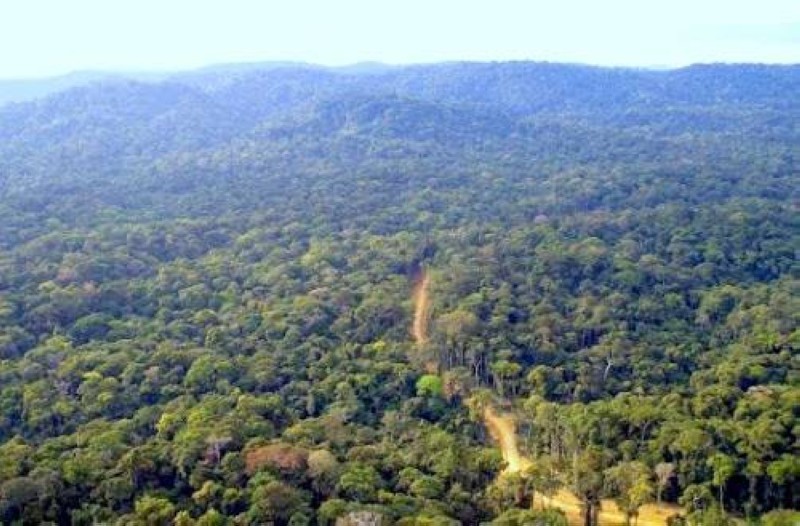 Forêt du bassin du Congo. cbfp.org