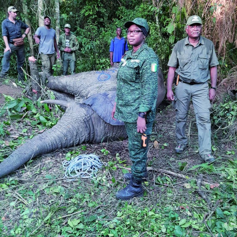 Éléphant  bon