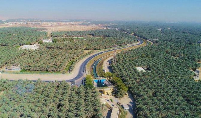 L'oasis d’Al-Ahsa en Arabie saoudite