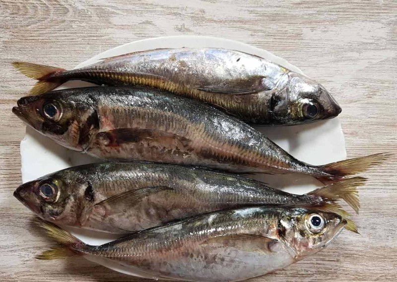 Chinchard-poisson. (Ph:DR)
