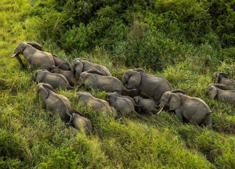 L’État ivoirien décide de protéger durablement les éléphants. (DR)