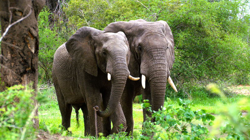 Des éléphants