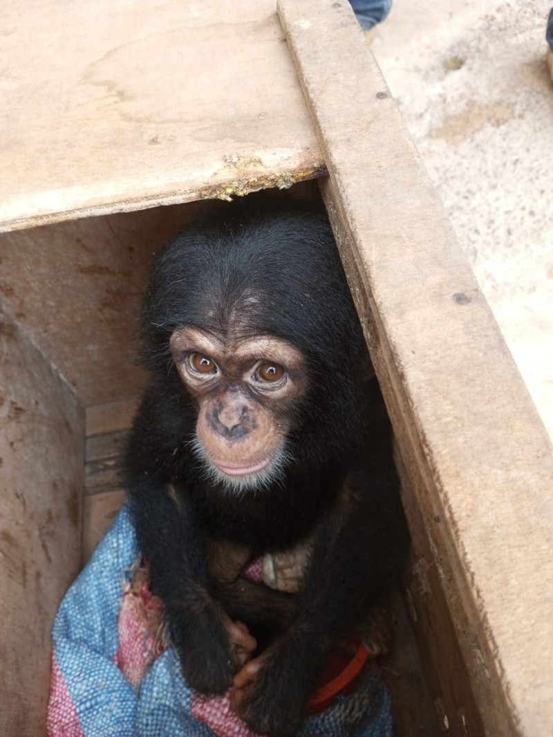 Le bébé chimpanzé trouvé chez des trafiquants d'animaux. (Ph: Dr)