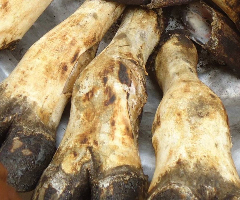 Des pattes de boeufs fumées. (DR)
