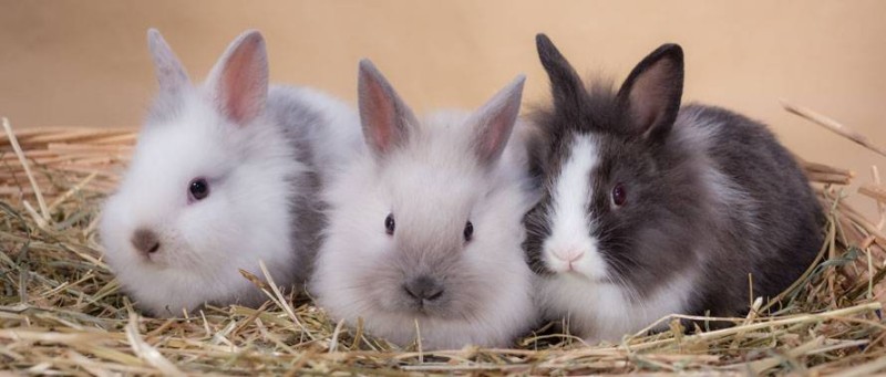 lapin-nain