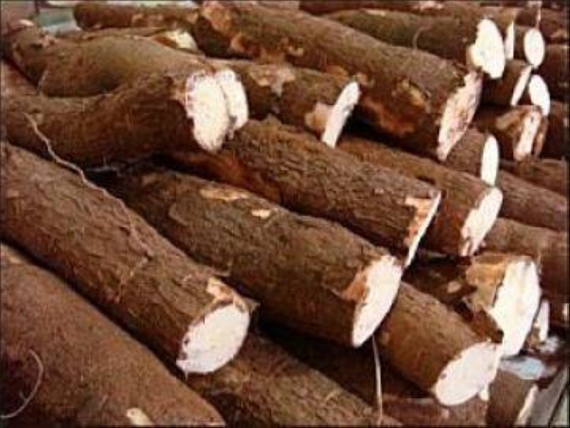 Manioc. (Ph:DR)