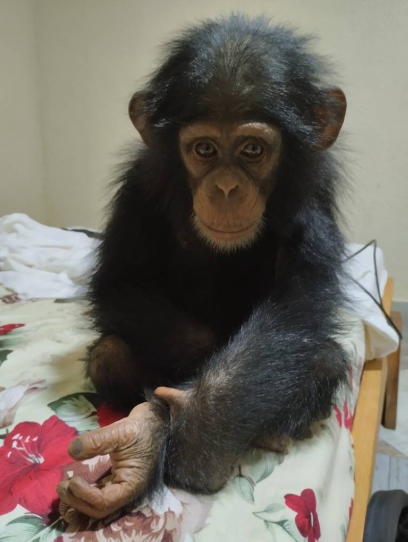 Bébé Chimpanzé. (DR)
