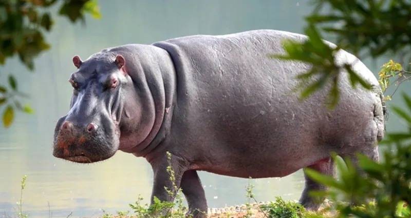 Un hippopotame a tué un pêcheur à Tiassalé. (Ph: Dr)
