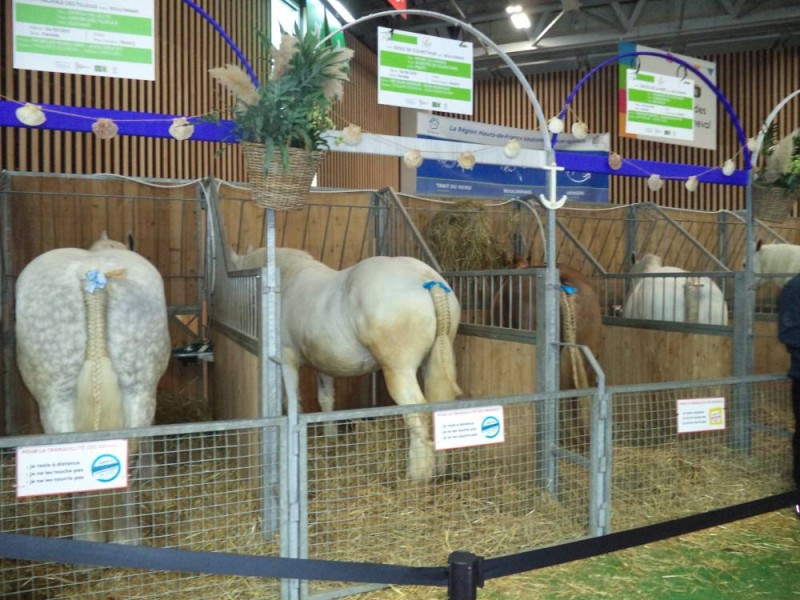 Des chevaux prenant par au concours. PH: TK