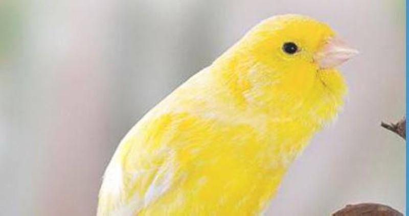 Les canaris sont des oiseaux très autonomes et faciles à vivre . (Ph:DR)