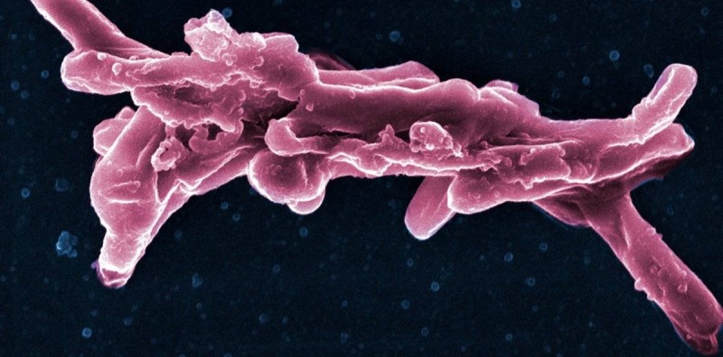 L'agent de la tuberculose (Mycobacterium Tuberculosis). (Ph:Dr)