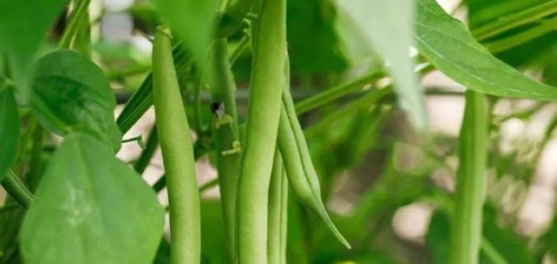 Une image de l'haricot vert. (Ph:Dr)