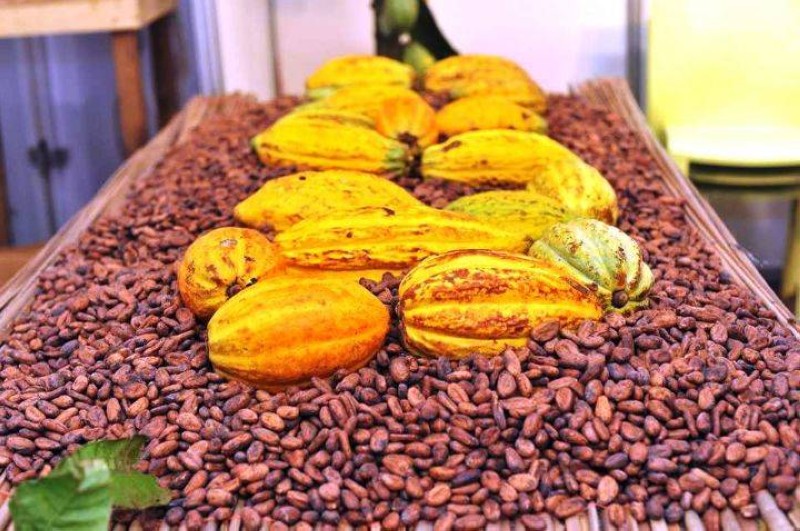 Le cacao ivoirien. (Ph: Dr)