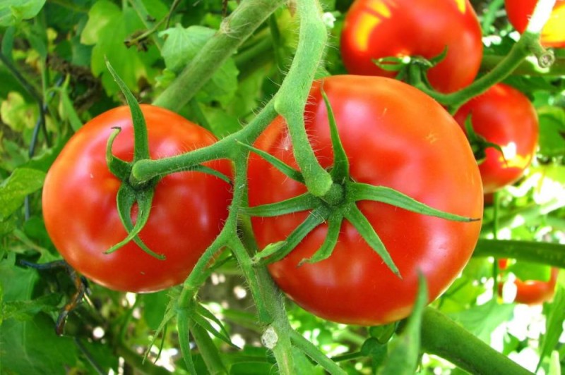 De la tomate. (Ph: Dr)