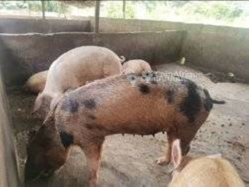 Porcs malades. (DR)