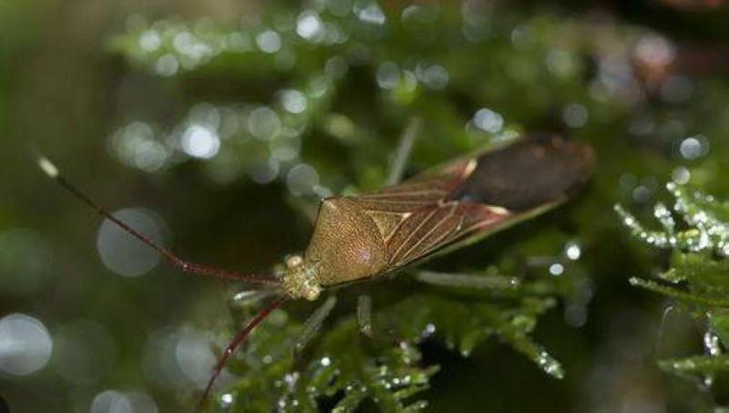 La transmission se fait en général à travers la piqûre de l'insecte. (Ph:Dr)