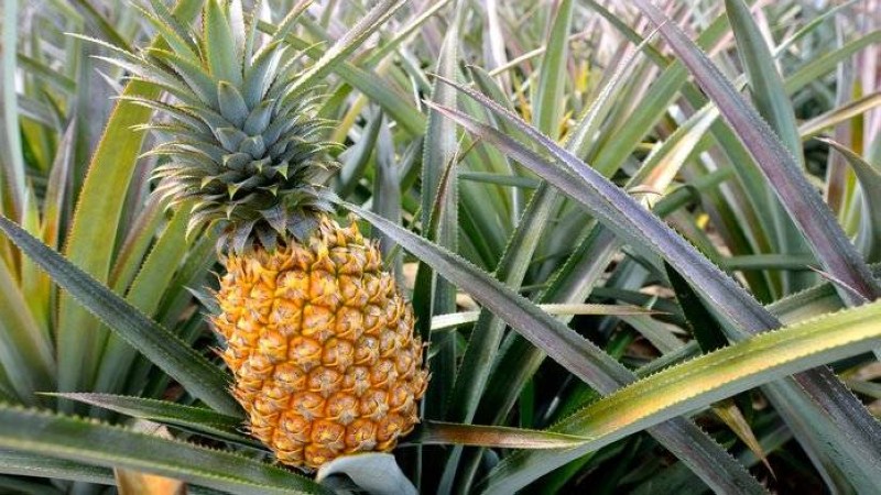 L'ananas. (Ph:Dr)