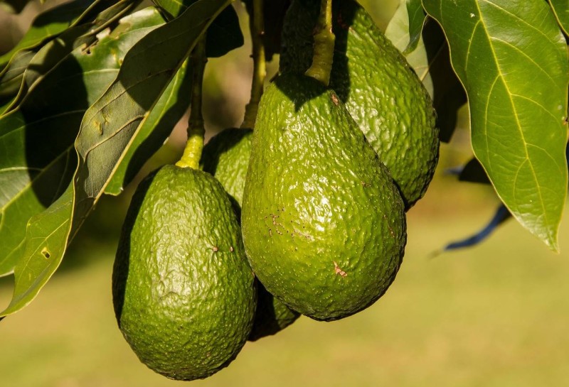 Des avocats . (Ph:DR)