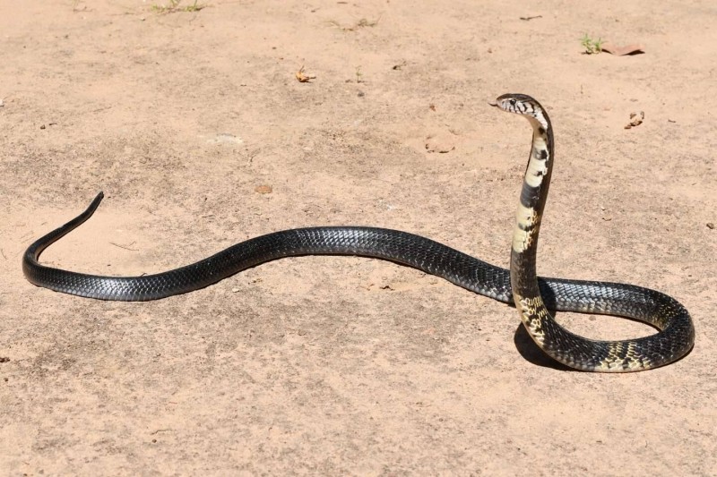 Les serpents venimeux sont aussi touchés par le changement climatique. (Ph: Dr)