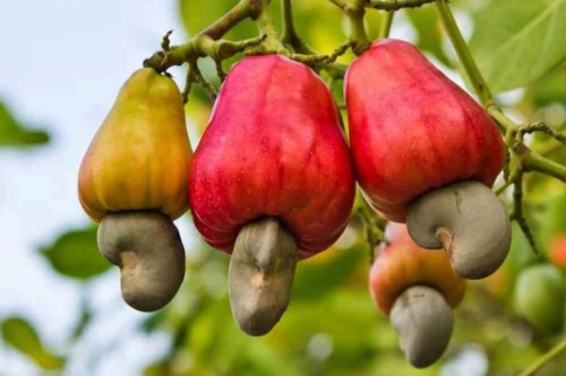 La Côte d'Ivoire est 1er producteur et 3e transformateur de noix de cajou. (Ph: Dr)