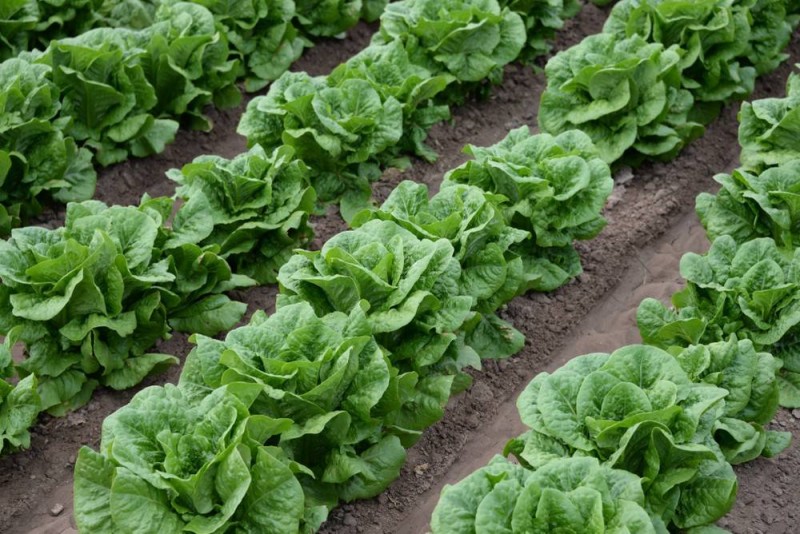 Salade verte. (Ph:Dr)