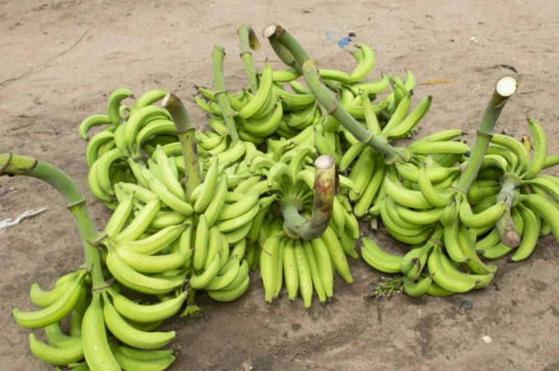 Des régimes de bananes. (Ph:Dr)